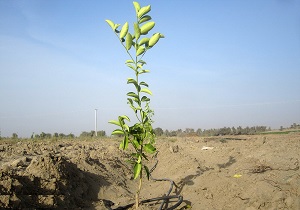 غرس 20 هزار اصله نهال درحاشیه جاده های استان اردبیل