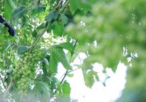 برگزاری کارگاه آموزشی مبارزه با آفت زنجره مو در تاکستان