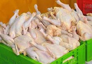 گرانی مرغ بر اثر افزایش دما و کاهش جوجه ریزی