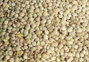 آغاز برداشت عدس دیم از مزارع کشاورزی چادگان