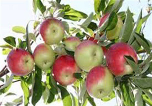 آغازبرداشت سیب گلاب از باغات استان اصفهان