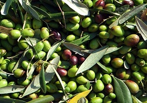 کاهش خسارت آفت مگس زیتون