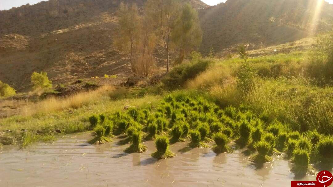 نمایی از طبیعت دیدنی و گردشگری ریکان + تصاویر