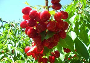 برداشت میوه در روستای سرسبز «تکه» + تصاویر