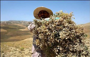 آغازبرداشت نخود درماهنشان