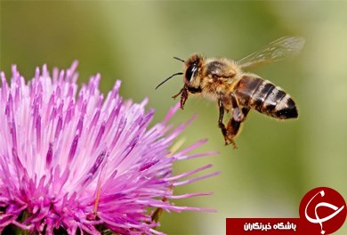 ۱۹ دانستنی جالب درباره انیشتین + عکس