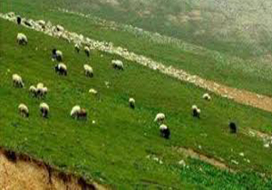 چرای بیش از حد دام در مراتع بجنورد