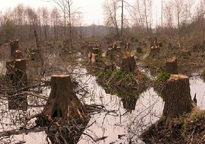 زنگ خطر تخریب محیط زیست به صدا در آمد