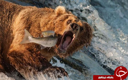 تصاویر روز: از تلاش خرس قهوه&zwnj;ای برای گرفتن ماهی سالامون تا مانور ضد تروریسم در اندونزی