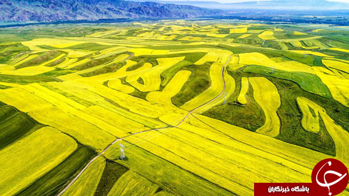 تصاویر روز: از تلاش خرس قهوه&zwnj;ای برای گرفتن ماهی سالامون تا مانور ضد تروریسم در اندونزی