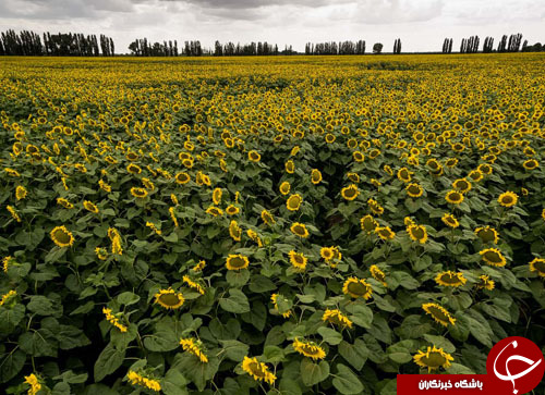تصاویر روز: از تلاش خرس قهوه&zwnj;ای برای گرفتن ماهی سالامون تا مانور ضد تروریسم در اندونزی