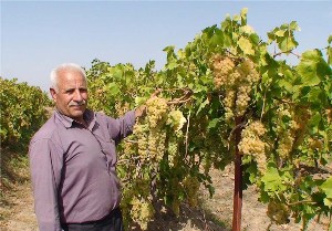 آغاز برداشت انگور از تاکستان‌های کارون