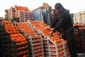 قیمت امروز میوه و تره بار در رشت