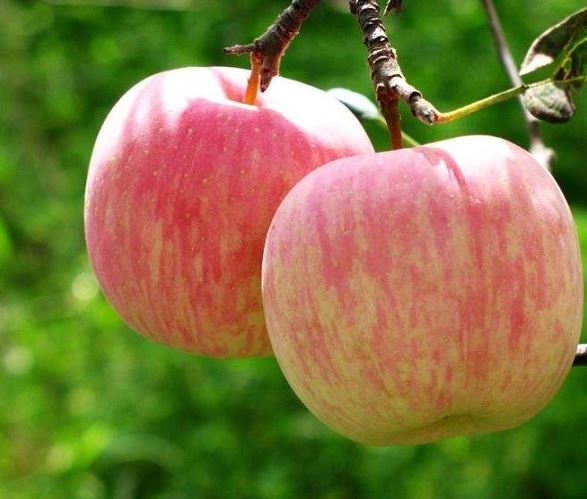 نرخ خرید و فروش آپارتمان های نوساز در پایتخت/ تفاوت قیمت میوه های درجه یک و دستچین در بازار/ صابون ایرانی به تن مردم کدام کشورها می خورد؟ نرخ خرید و فروش آپارتمان های نوساز در پایتخت/ تفاوت قیمت میوه های درجه یک و دستچین در بازار/ صابون ایرانی به تن مردم کدام کشورها می خورد؟