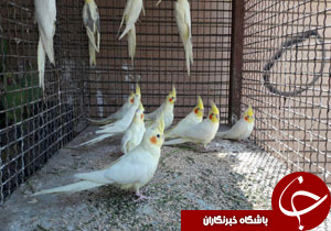 کشف محموله قاچاق پرندگان زینتی در بیرجند