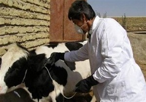 واکسیناسیون بیش از 92 هزار دام در درمیان