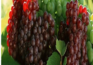 برداشت بیش از هزار تن انگور یاقوتی در باغات قصر شیرین