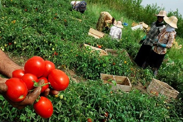 صندوق اعتبارات خرد روستایی و عشایری استان بوشهر در مسیر توسعه