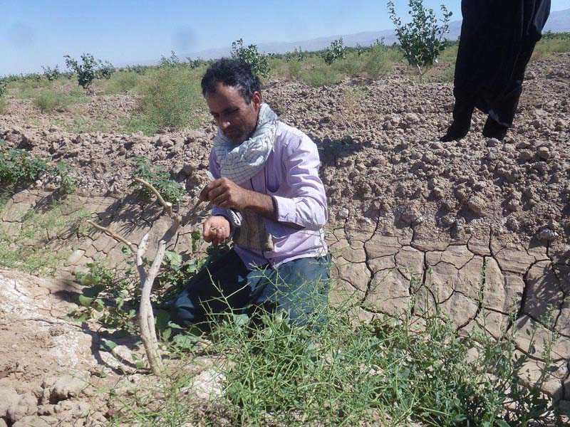 آغاز عملیات پیوندزنی پسته در باغات زنجانرود