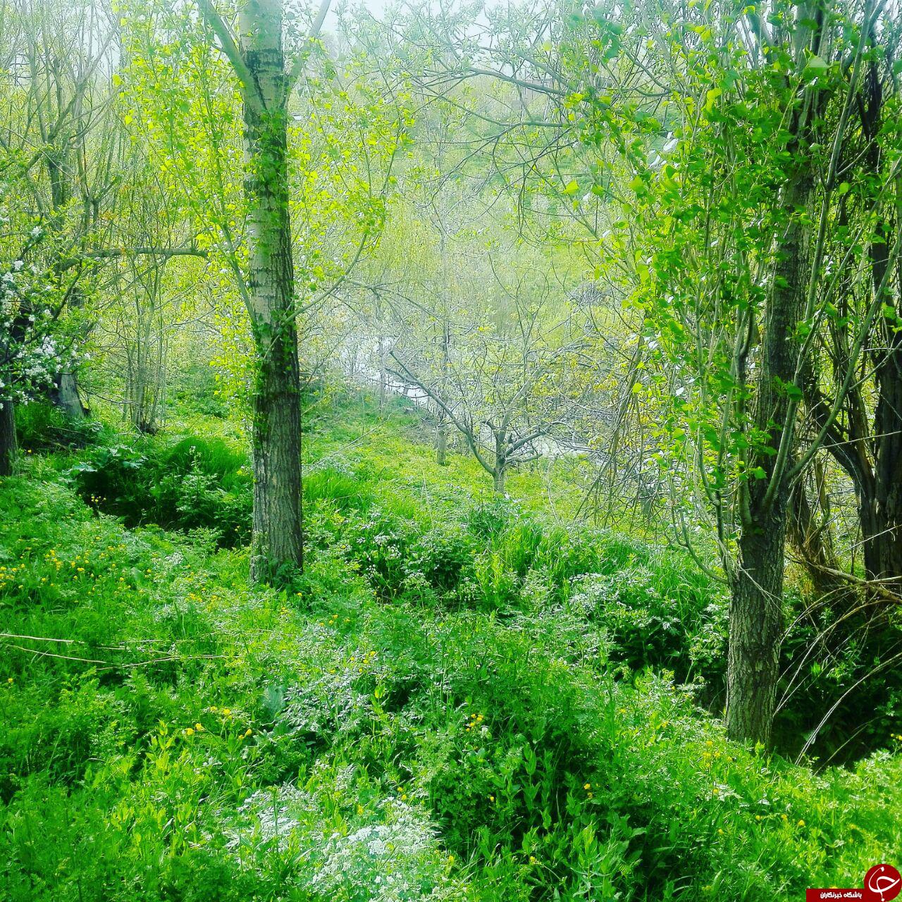 طبیعت سرسبز منطقه خوشاکو + تصاویر