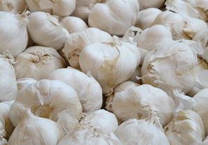 آغاز برداشت سیر برای نخستین بار در فریدن