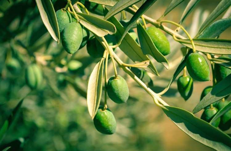 با این عرقیجات چشمانی همچون عقاب داشته باشید