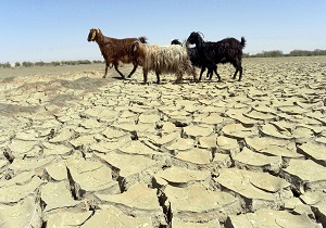 پدیده شوم خشکسالی گریبانگیر دامداران بخش ندوشن