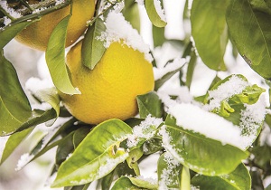 صدور بیمه برای محصولات باغی استان