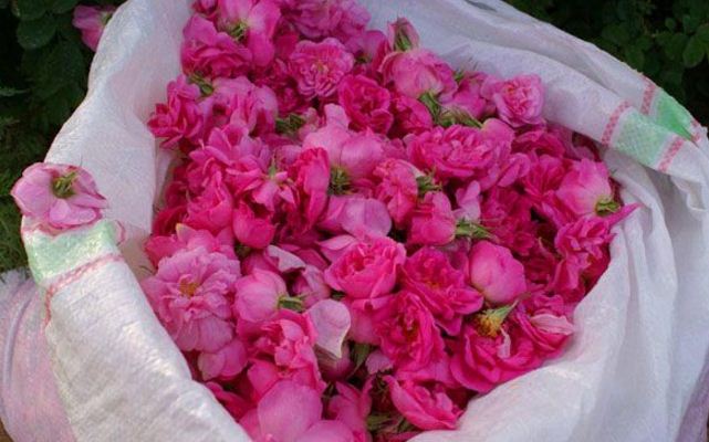 اگر به دنبال پوستی درخشان هستید، عین عرقیجات را بنوشید