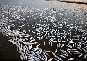 سموم دفع آفت جان هزاران ماهی را گرفت