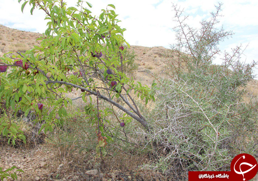 پیوند زدن درختان باغی به درختان کوهی + تصاویر