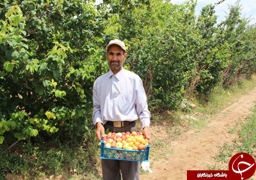 پیوند زدن درختان باغی به درختان کوهی + تصاویر