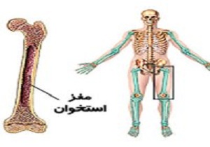 وقتی مغز استخوان تنبل می شود!