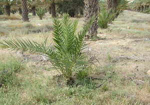 توزیع نهال پیارم