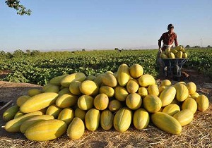 افزایش تولید خربزه در استان سمنان