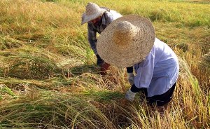 آغاز دروی برنج در گیلان