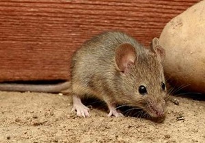 افزایش شکایات مردمی از ازدیاد موش‌های پایتخت