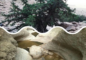 دواثر طبیعی رویشگاه جنگلی ارس روستای باجگان و اثر طبیعی سنگاب بیشه بافق در فهرست آثار ملی کشور