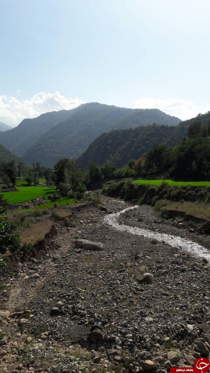 جنگل زرین گل مکانی دیدنی برای گردشگران + تصاویر