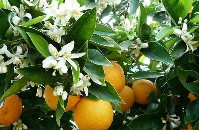 با این عرقیجات مسکن&zwnj;های طبیعی را به خانه ببرید!