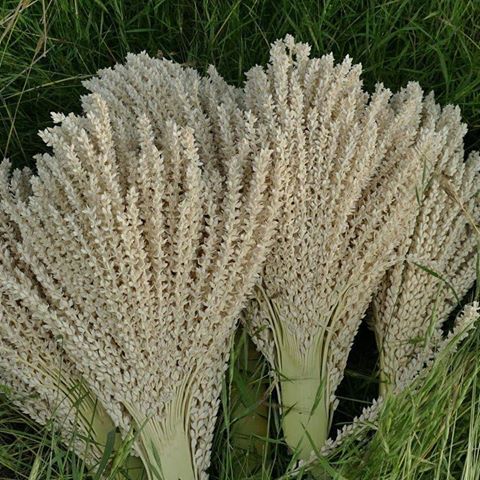 با این عرقیجات مسکن&zwnj;های طبیعی را به خانه ببرید!