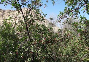 درختان زیبای آلبالو در وفس + فیلم