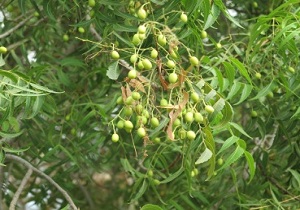 بذر دهی گونه چریش