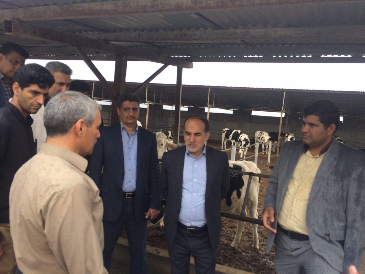 ایجاد 200 هکتار گلخانه مکانیزه در جیرفت