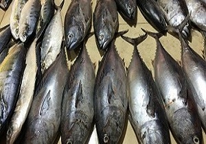 مسمومیت 5 مینابی با ماهی زرده مسمومیت 5 مینابی با ماهی زرده