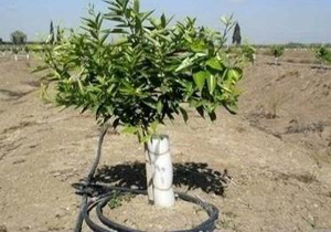 پرداخت ۸۷۵ میلیونی تسهیلات بلاعوض به باغداران