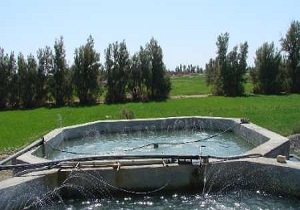 رها سازی بیش از  400 هزار قطعه بچه ماهی در استخرهای پرورش ماهی زهک