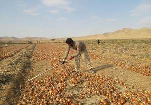 پیش بینی برداشت 18 هزار تن پیاز