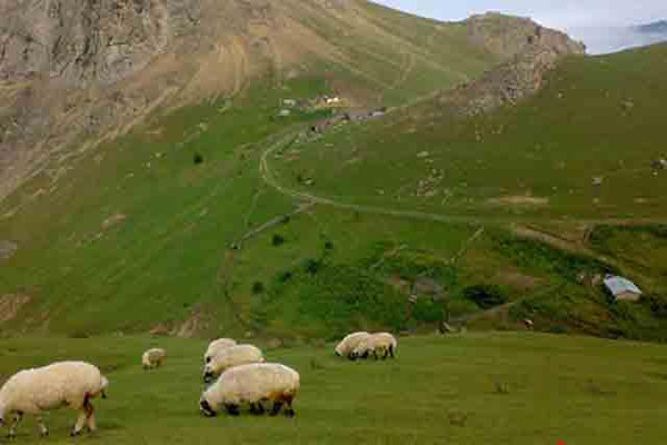 طرح تقویت پوشش گیاهی مراتع شهرستان گناوه اجرا شد