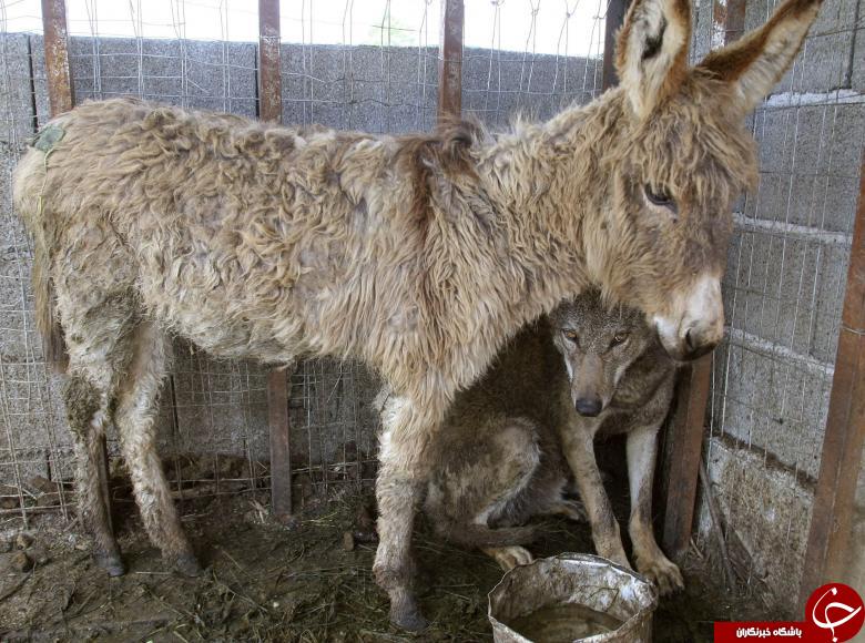 دوستی غیرمنتظره حیوانات با یکدیگر! +تصاویر دوستی غیرمنتظره حیوانات با یکدیگر! +تصاویر